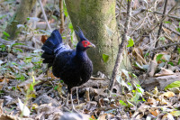 Kaziranga National Park